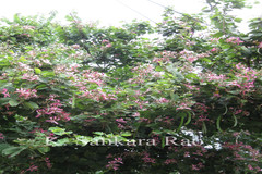 Bauhinia ramosissima